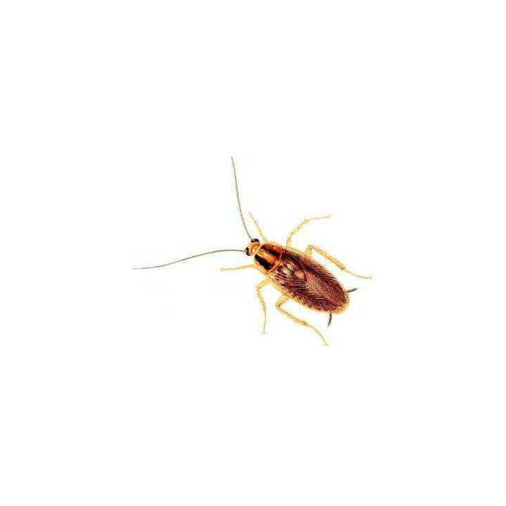 Ultrasuoni del mouse repeller scarafaggi ratti blate mosca parassita repellente per zanzare respinge formica wenko - 10