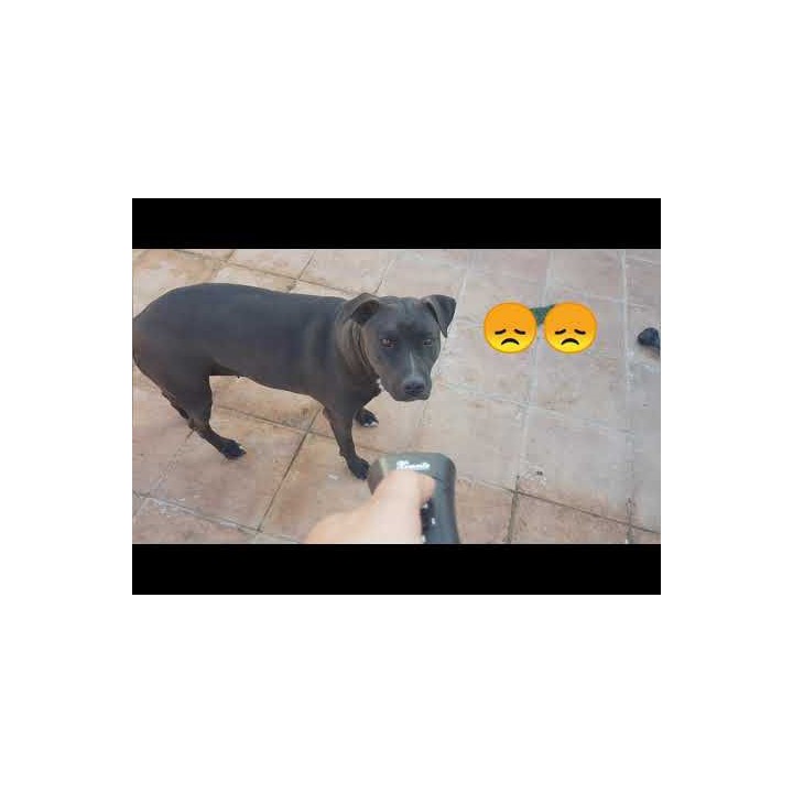 Doppel Heads Ultraschall Hund Repeller / Super Dog Chaser und Hund traning mit LED-Licht und Laser 4 in 1 jr international - 19