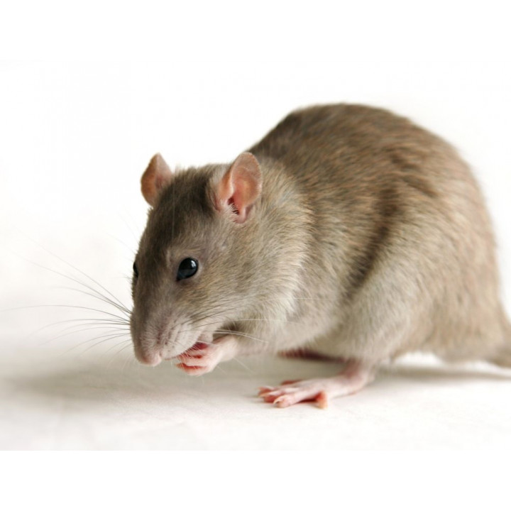 Répulsif Ultrason Souris et Rat • Prise Anti Rongeur - Anti Souris