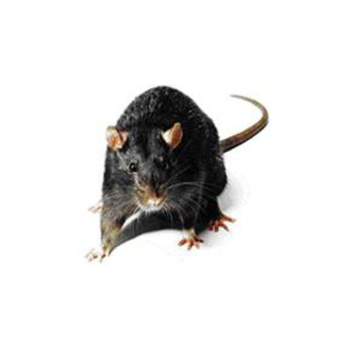 Repousse rongeurs electronique sonore ultrason repulsif souris rat fouine  blatte puce anti martre