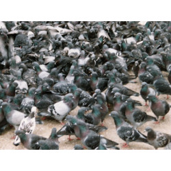 Ultrasonic bird repellent repels dog cat repellent dove pigeon seagull bird parakeet jr international - 2