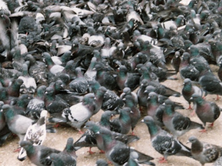 Ultraschallgerat gegen spatz mowe taube ente adler falke eule jr international - 2