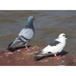 Repellent repels pigeon dove seagull sparrow swallow duck jr international - 4