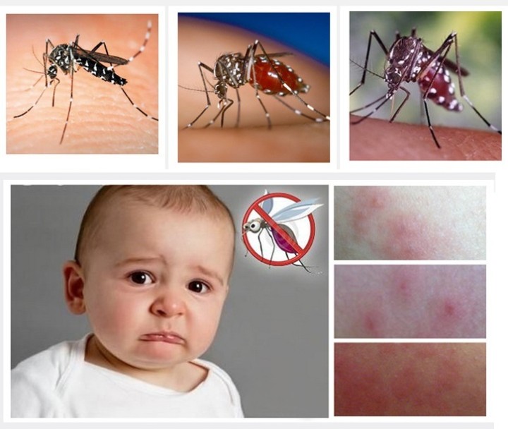 Trampa tiene en juego vacío chikungunya fotocatalizador mosquito capturan jaula rejilla de insectos taurus - 1