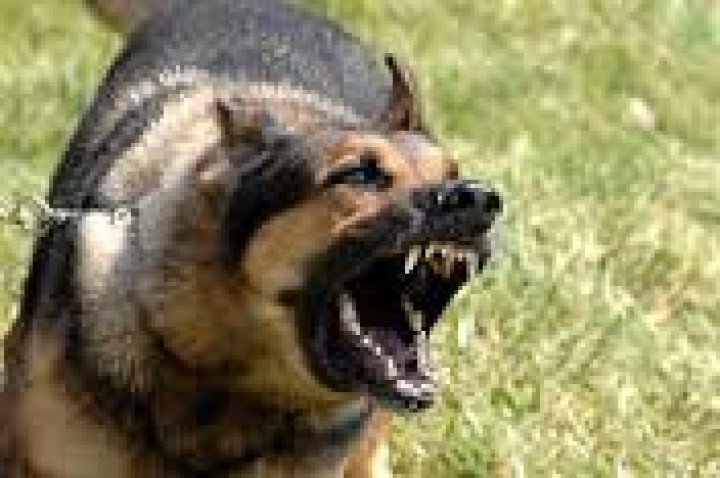 Ultrasonic Dog Repeller Dog Chaser EkoSnayper LS 977 Training mode for domestic dogs jr  international - 5