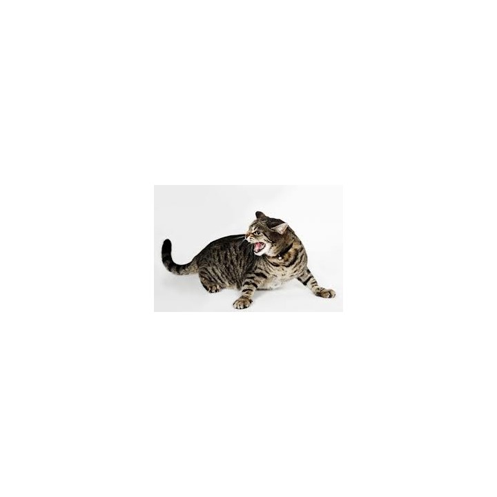 Ultraschallgerat gegen hunde und katzen + radar 3m 10m2 ultraschallabwehr hundvertreiber ultraschallgerat ultraschallgerate hund