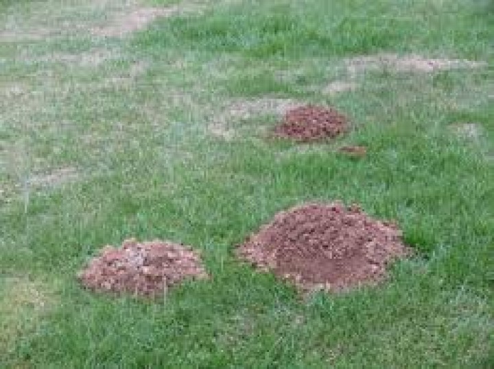 Repulsivo professionale ad ultrasuoni per talpe 25m 700m2 repulsivo roditori perel - 1