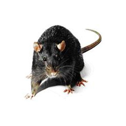 Rechaza ultrasonido 4 alto hablador ratón ratas huroneadas cucarachas pulgas sonreído rata huronea cucaracha pulga kemo - 7