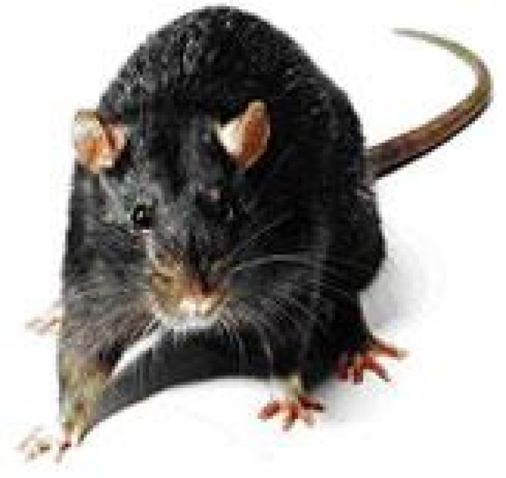 Repelente ratas por ultrasonidos 220vca 9m 80m² jr international - 1
