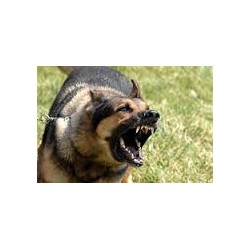 Ultrasonic aggresive dog cat deterrent repeller for training ultrason dog shaser 5m ls 977f cat shooter not dazzer leaven - 5