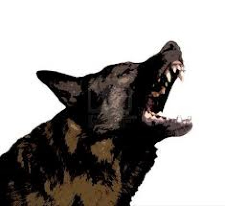 Stoß ultraschall ls 937cd hund katze tiere stosser leaven - 3