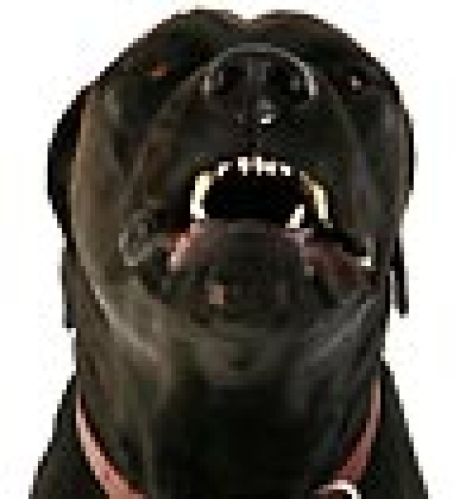 Mieten 7 tage elektronischer hund mit radar 220vac 12vdc hund radar system elektronischer wachhund elektronik bewegungsmelder el