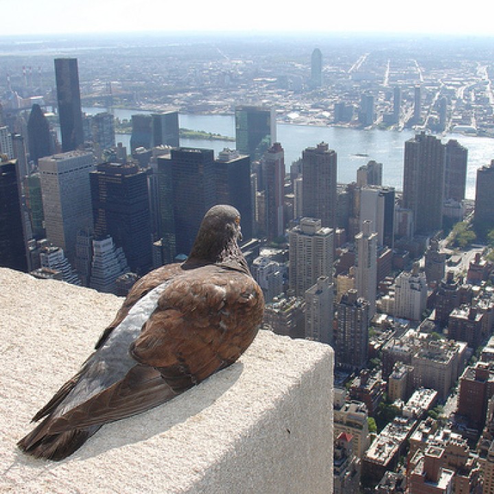 jpg