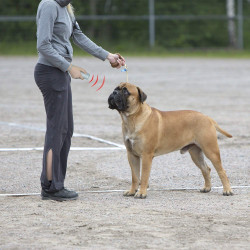 Ultrasonic pet dog repeller training device trainer dual frequency eclats antivols - 7