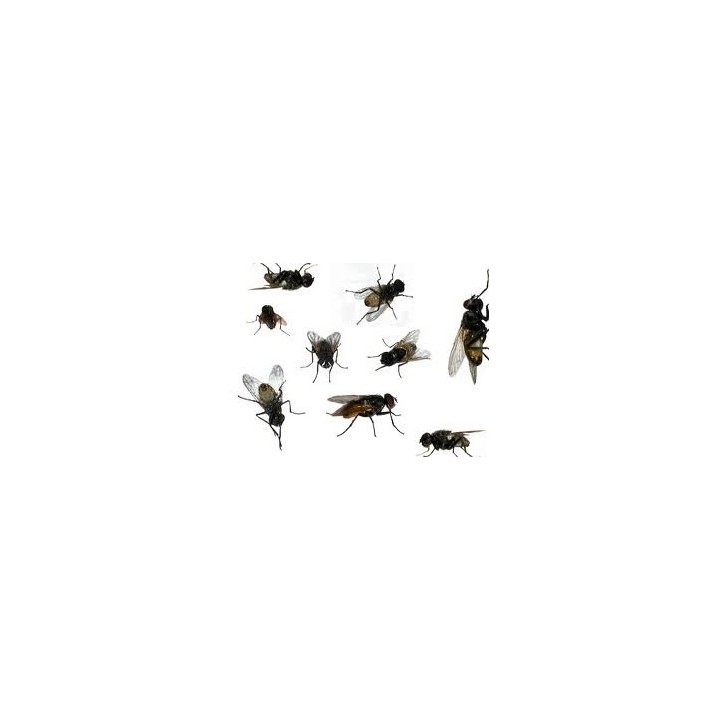 Electric insect killer 2 x 15w velleman - 2
