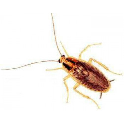 Ultrasuoni del mouse repeller scarafaggi ratti blate mosca parassita repellente per zanzare respinge formica jr international - 