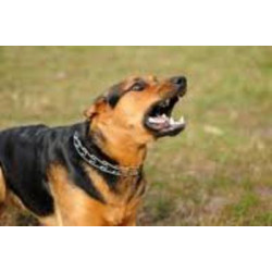Scacciacane ad ultrasuoni 2 frequenze 7m per addestramento congegno addestramento canino jr international - 5