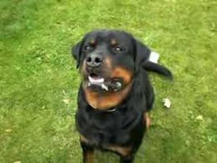 Scacciacane ad ultrasuoni 2 frequenze 7m per addestramento congegno addestramento canino jr international - 6