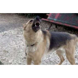 Repelente perros por ultrasonidos 2 frecuencias 7m para adiestramiento jr international - 7
