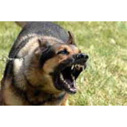 Scacciacane ad ultrasuoni 2 frequenze 7m per addestramento congegno addestramento canino jr international - 8