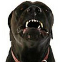 Ultrasonic pet dog repeller training device trainer dual frequency jr international - 9