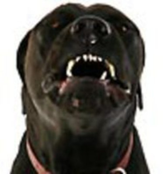 Repelente perros por ultrasonidos 2 frecuencias 7m para adiestramiento jr international - 9