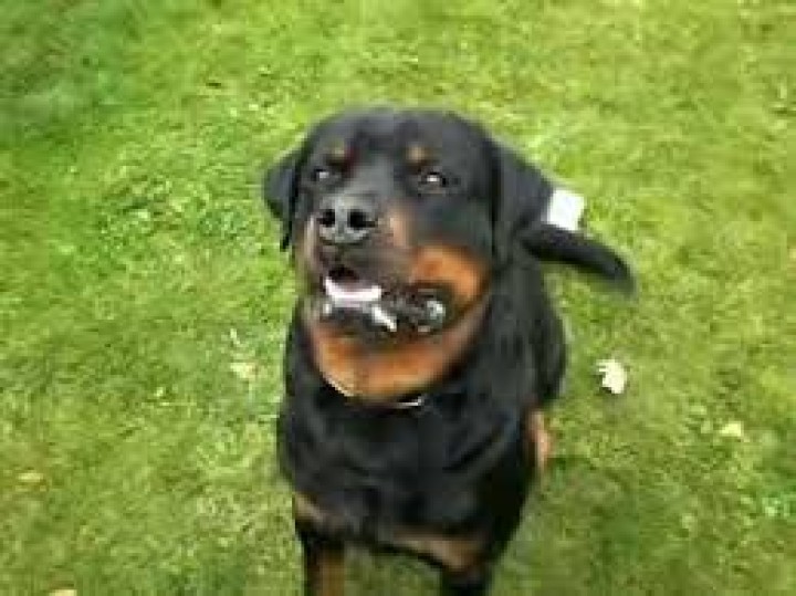 Ultrasuoni corteccia contro up17x emette ultrasuoni appena il cane abbaia animon - 3