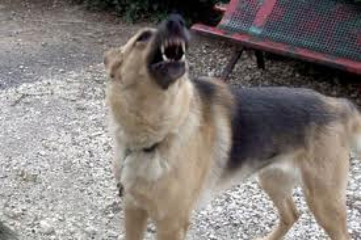 Ultrasuoni corteccia contro up17x emette ultrasuoni appena il cane abbaia animon - 4