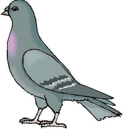 pigeon1.JPG